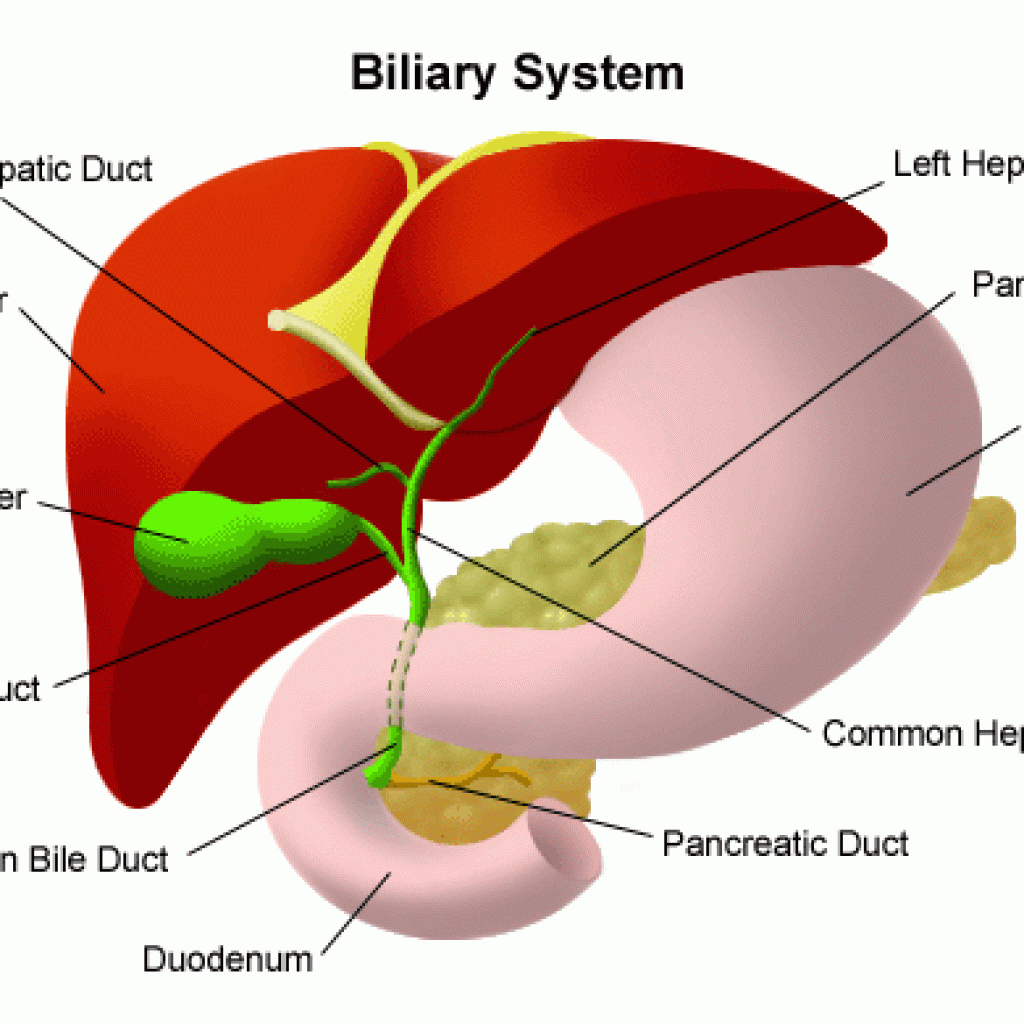 Liver and Biliary Tumours | Diseases & Information | PLANETS Charity